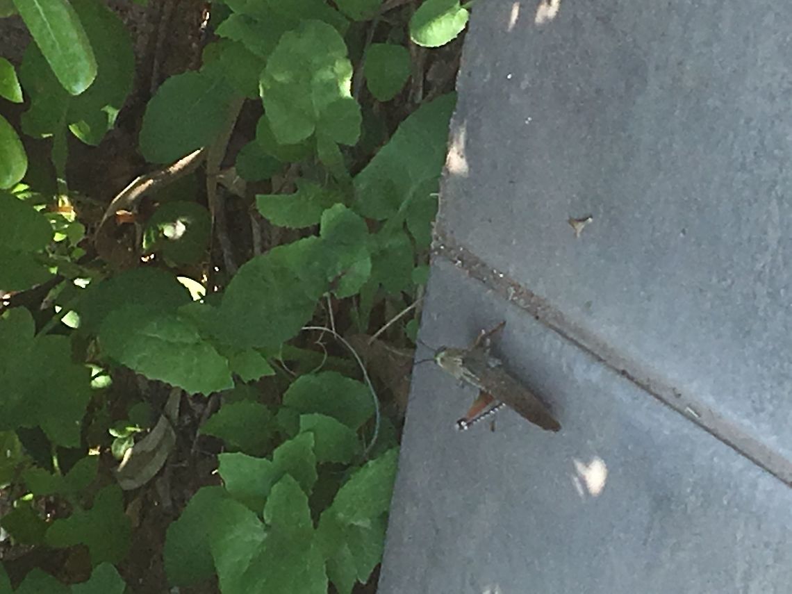 CE096B65-7DDE-47DA-BBA5-386A77BBDC79  Geotagged,Greece,Spring