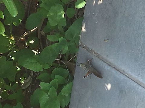 CE096B65-7DDE-47DA-BBA5-386A77BBDC79  Geotagged,Greece,Spring