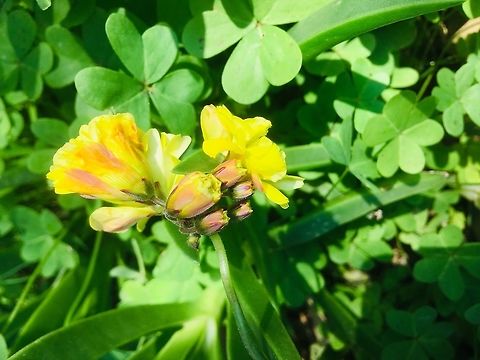 Showing my frills Another view of the yellow flower that looks like oxalis.  Can anyone verify or name correctly please?  Crete,Geotagged,Greece,Spring