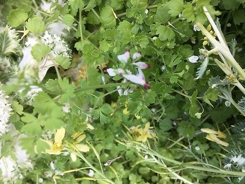 More wild flowers from Crete Again, growing on ancient ruins Crete,Geotagged,Greece,Spring