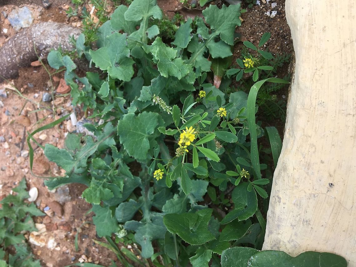 Another bright yellow wild flower Growing between ancient pavement stones. <br />
 Crete,Geotagged,Greece,Spring