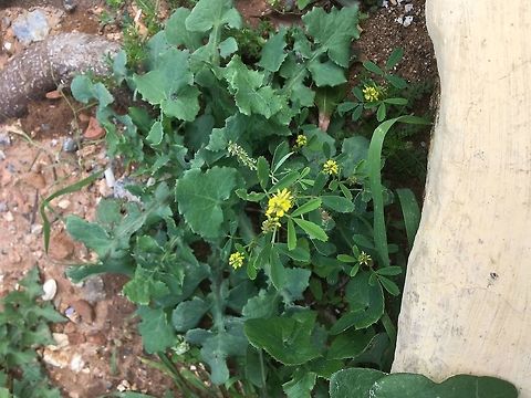 Another bright yellow wild flower Growing between ancient pavement stones. 
 Crete,Geotagged,Greece,Spring