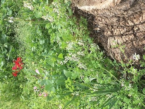 Flowers on an ancient wall in Crete Can anyone please identify?  Crete,Geotagged,Greece,Spring