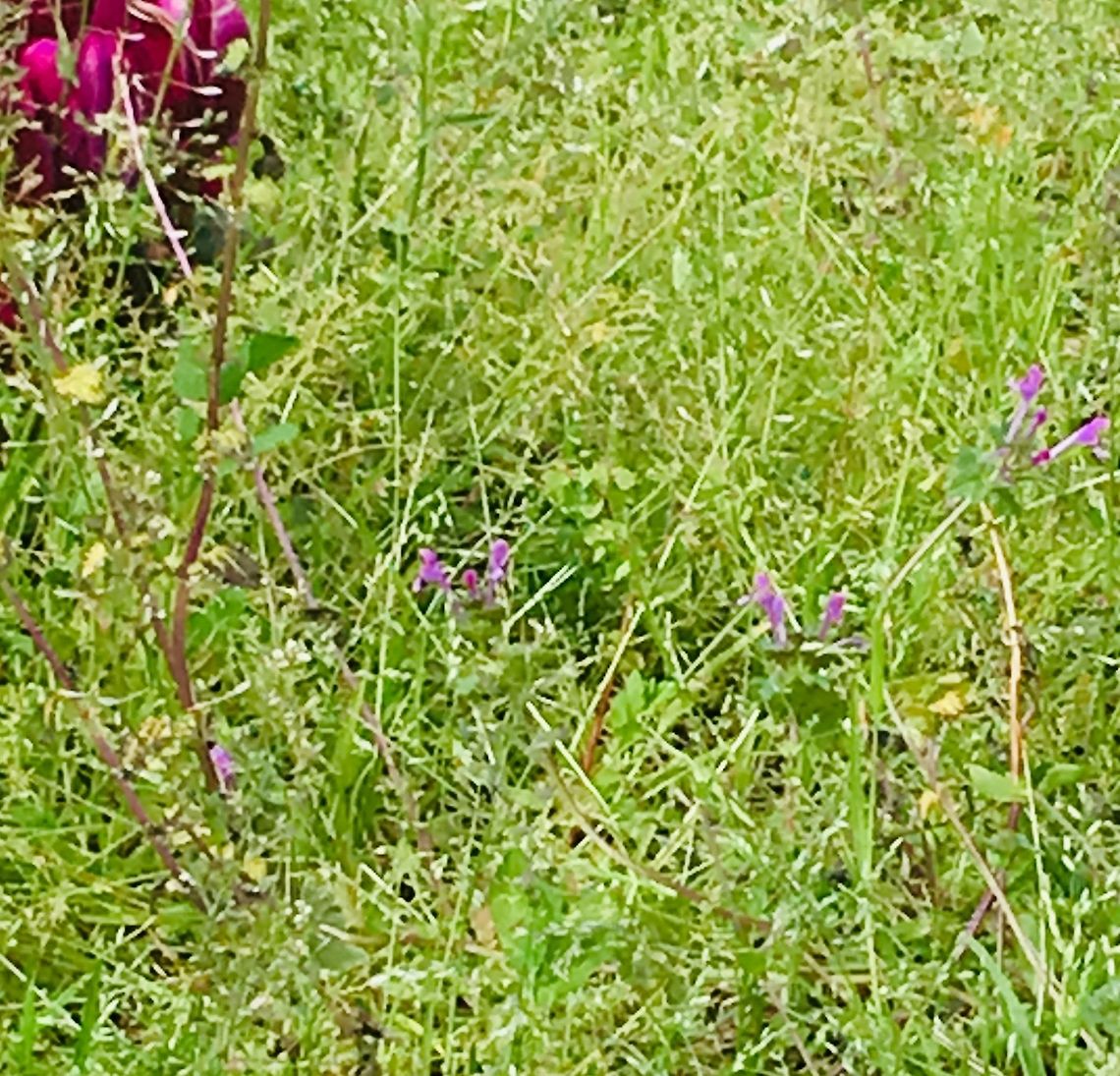 Tiny purple flowers A long shot with my iPhone.  Unfortunately if I kneel down I can&rsquo;t get up again!   Crete,Geotagged,Greece,Spring