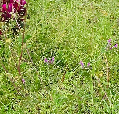 Tiny purple flowers A long shot with my iPhone.  Unfortunately if I kneel down I can&rsquo;t get up again!   Crete,Geotagged,Greece,Spring