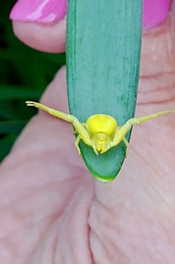 colour changing spider. Misumena vatia is a species of crab spider with holarctic distribution. In North America, where it is the largest and best-known flower spider, it is called the goldenrod crab spider or flower (crab) spider,[1] because it is commonly found hunting in goldenrod sprays in the autumn. Young males in the early summer may be quite small and easily overlooked, but females can grow up to 10 mm (0.39 in) (excluding legs); males reach 5 mm (0.20 in) at most. It can change colour from yellow to white depending on where it is hunting.  Geotagged,Goldenrod crab spider,Misumena,Misumena vatia,Spring,United Kingdom,spider