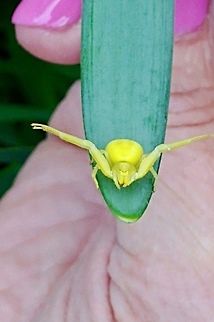 colour changing spider. Misumena vatia is a species of crab spider with holarctic distribution. In North America, where it is the largest and best-known flower spider, it is called the goldenrod crab spider or flower (crab) spider,[1] because it is commonly found hunting in goldenrod sprays in the autumn. Young males in the early summer may be quite small and easily overlooked, but females can grow up to 10 mm (0.39 in) (excluding legs); males reach 5 mm (0.20 in) at most. It can change colour from yellow to white depending on where it is hunting.  Geotagged,Goldenrod crab spider,Misumena,Misumena vatia,Spring,United Kingdom,spider