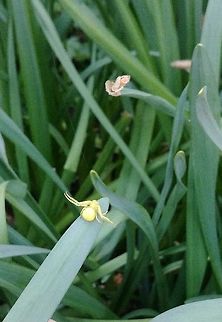 View from behind! A nice view of the rear of the golden rod spider.  Geotagged,Goldenrod crab spider,Misumena vatia,United Kingdom