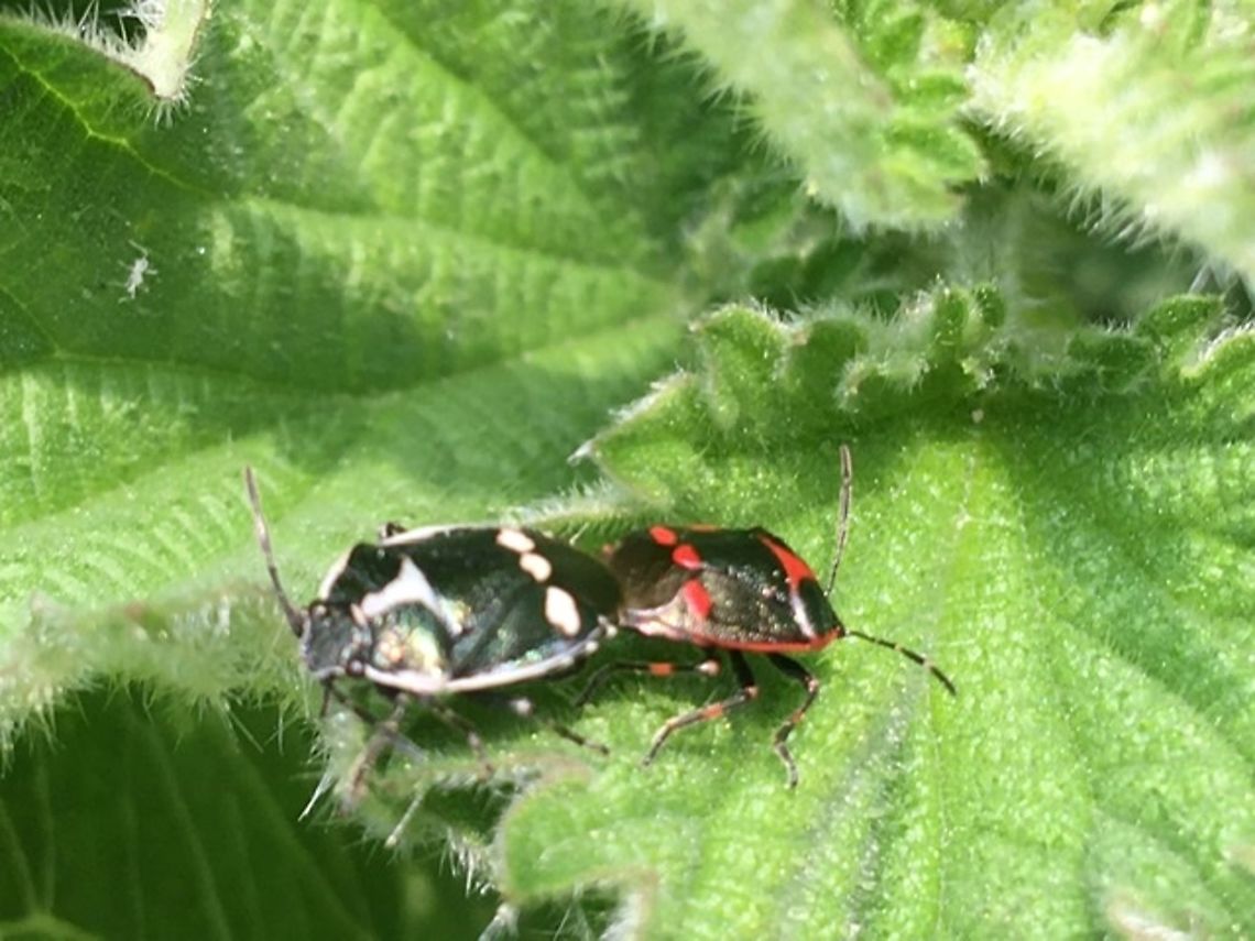 Eurydema oleracea   Bugs on nettles. Shield Bugs (I think) enjoying themselves on a sunny day.  Taken on grass verge beside rape seed crop.  England.,Eurydema oleracea,Geotagged,Late spring,Norfolk,United Kingdom,bugs