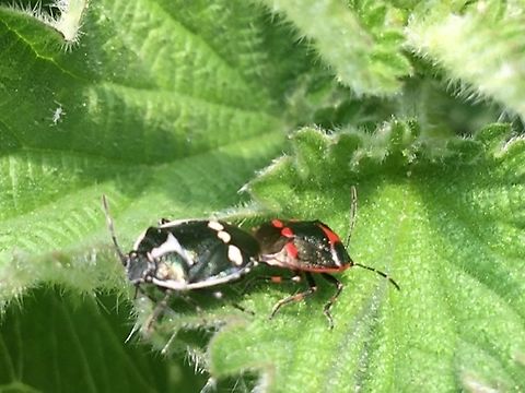 Eurydema oleracea   Bugs on nettles. Shield Bugs (I think) enjoying themselves on a sunny day.  Taken on grass verge beside rape seed crop.  England.,Eurydema oleracea,Geotagged,Late spring,Norfolk,United Kingdom,bugs