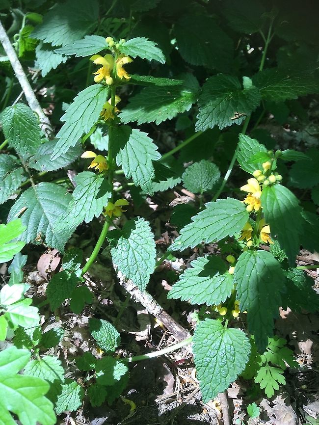 Yellow Archangel. Yellow Archangel, Lamiastrum  galeobdolon? Found in an ancient woodland (dated to 1251)  near Norwich. UK.  Geotagged,Lamium galeobdolon,Spring,United Kingdom,Yellow Archangel
