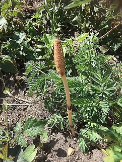 Fruiting spore of Equisetum arvense, Field Horsetail. The only living genus of the subclass Equisetidae from the Paleozoic forests.  Equisetum arvense,Field horsetail,Fossil plant. Geotagged,Geotagged,Spring,United Kingdom