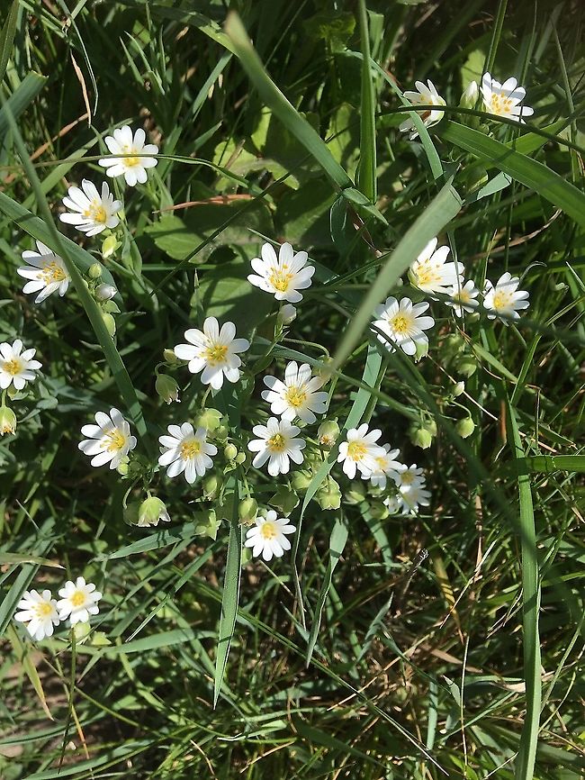 Greater Stitchwort, Stellaria holostea. Star of. Bethlehem is another name for Greater Stitchwort.  A very common but pretty wild flower.  Geotagged,Greater Stitchwort,Spring,Stellaria holostea,United Kingdom