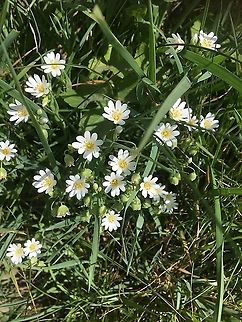 Greater Stitchwort, Stellaria holostea. Star of. Bethlehem is another name for Greater Stitchwort.  A very common but pretty wild flower.  Geotagged,Greater Stitchwort,Spring,Stellaria holostea,United Kingdom