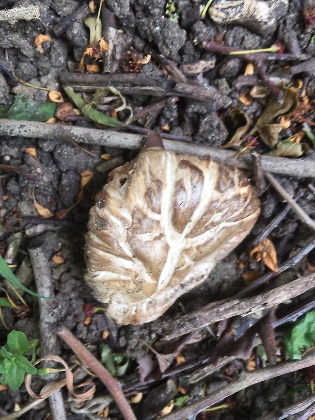 A fungus taken by my sister in Norfolk. Any identification please? Growing under a sparse woody hedge at the side of a wheat field. Wondering if it is a puff ball? I have a later image showing older stages.   Fungi,Geotagged,Norfolk,United Kingdom,summer