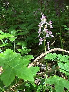 Purple orchid. Growing in ancient woodland in Norfolk.  Early-purple orchid,Geotagged,Orchis mascula,Spring,United Kingdom