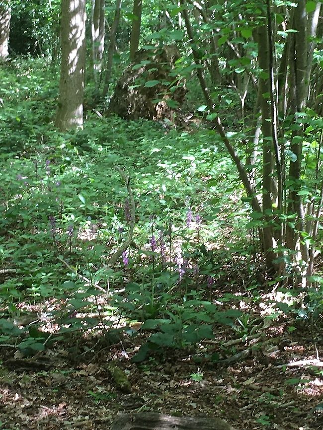 Orchid woods A patch of orchids growing in an ancient Norfolk wood.   Geotagged,Spring,United Kingdom Orchids.