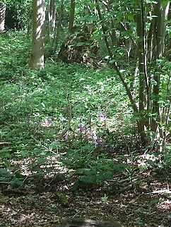Orchid woods A patch of orchids growing in an ancient Norfolk wood.   Geotagged,Spring,United Kingdom Orchids.