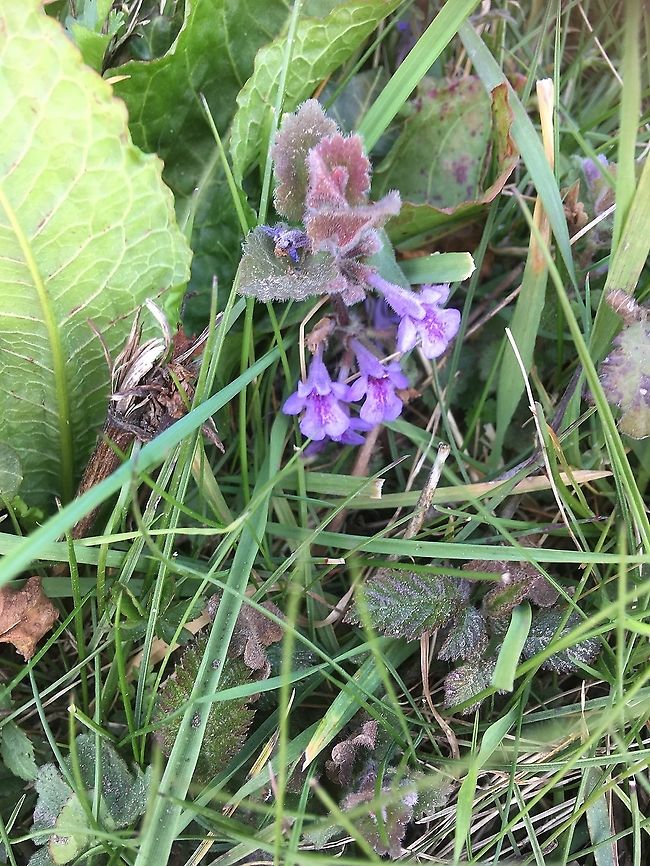 Ground ivy.  Glechoma hederacea A really pretty little plant, often viewed as a weed in gardens but it has medicinal uses. It has been used to ease the pain of stinging nettles, simply rub the leaves on the stings, and has also been used to.flavour soups and stews.  Geotagged,Glechoma hederacea,Spring,United Kingdom,United Kingdom Norfolk Roadside