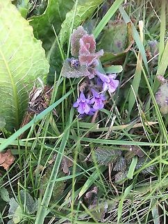Ground ivy.  Glechoma hederacea A really pretty little plant, often viewed as a weed in gardens but it has medicinal uses. It has been used to ease the pain of stinging nettles, simply rub the leaves on the stings, and has also been used to.flavour soups and stews.  Geotagged,Glechoma hederacea,Spring,United Kingdom,United Kingdom Norfolk Roadside