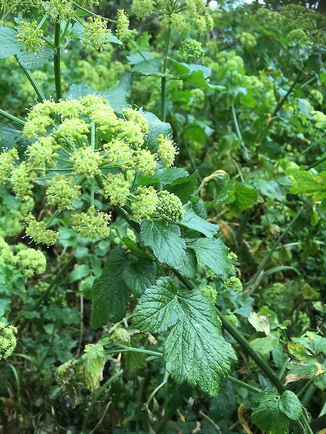 A roadside plant growing by a path surrounding fields It looks like Angelica to me but not sure.  Geotagged,Spring,United Kingdom Norfolk Roadside