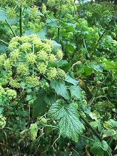 A roadside plant growing by a path surrounding fields It looks like Angelica to me but not sure.  Geotagged,Spring,United Kingdom Norfolk Roadside