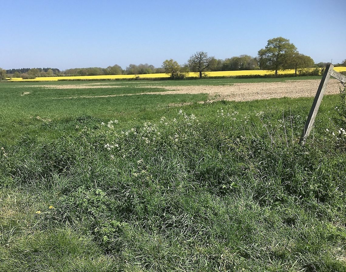 Early spring across the fields All ready to burst into life. A lovely scene with rapeseed fields in the distance.   Geotagged,Spring,United Kingdom Norfolk