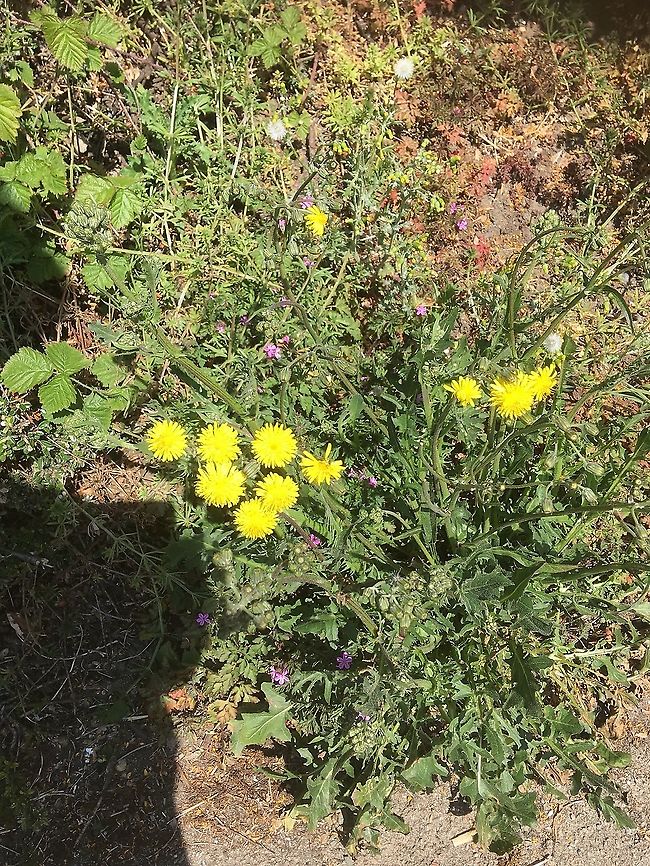 Cat’s ear or dandelion? So many different &ldquo; dandelions&rdquo;  in this world!   Common dandelion,Geotagged,Norfolk,Spring,Taraxacum officinale,United Kingdom