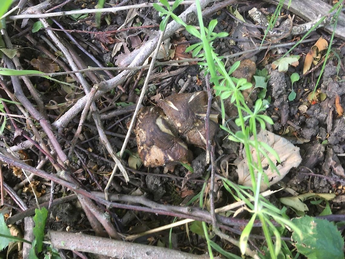 Photo of fungus taken on a later day. As the fungus gets older it shrinks.