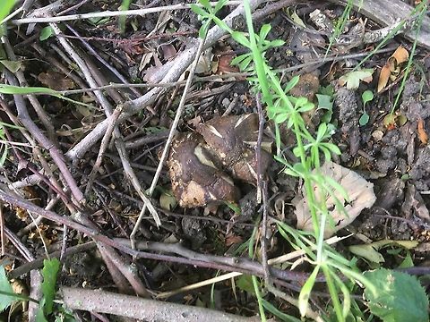 Photo of fungus taken on a later day. As the fungus gets older it shrinks.