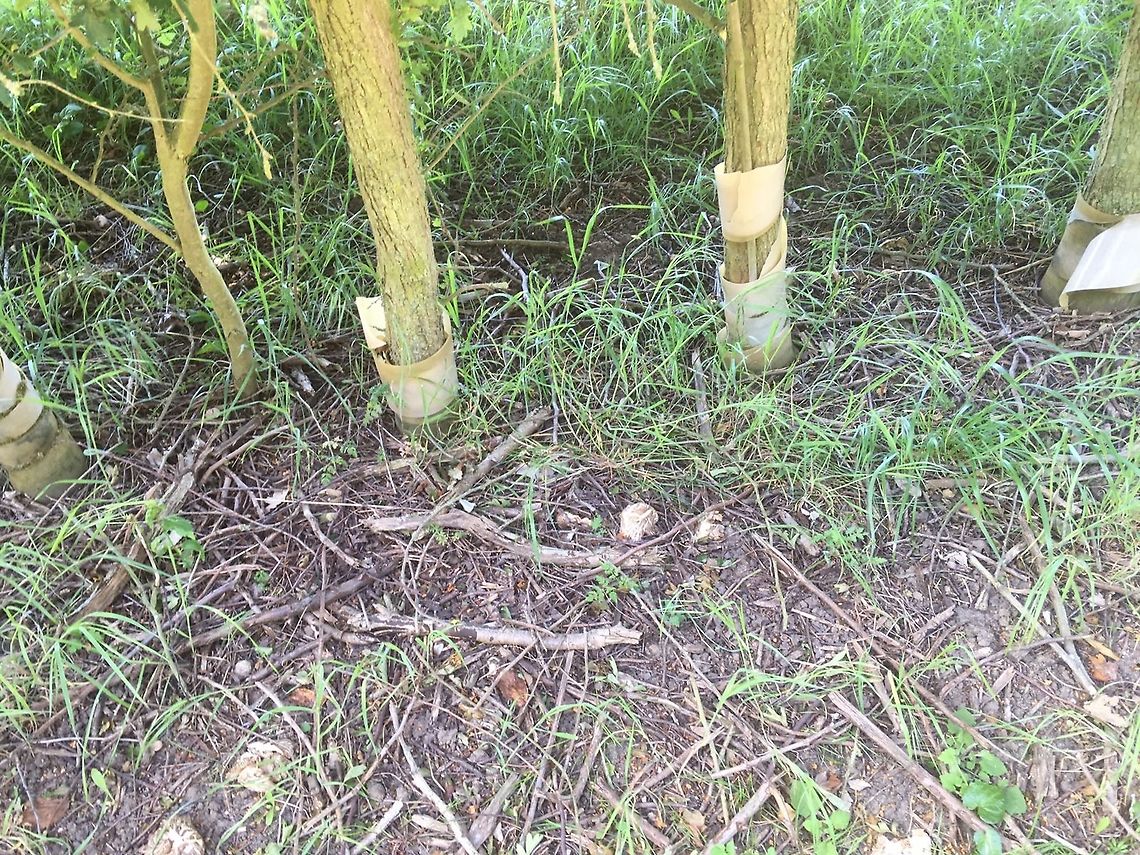 A few more older examples of the fungi Even more shrinkage the next day.