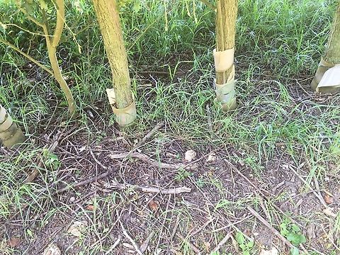 A few more older examples of the fungi Even more shrinkage the next day.