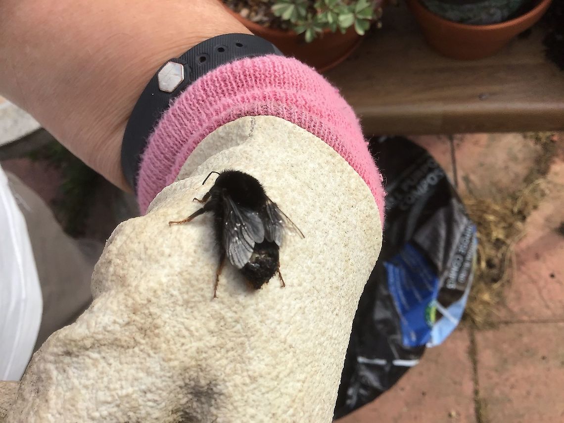 A clearer picture of black bee Not sure what caused the damage to this bee.   Bombus sylvestris,Forest cuckoo bumblebee,Geotagged,Summer.  UK,United Kingdom,bee.