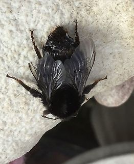 Difficult to see. Back view of damaged bee  Bombus sylvestris,Forest cuckoo bumblebee,Geotagged,Summer,United Kingdom