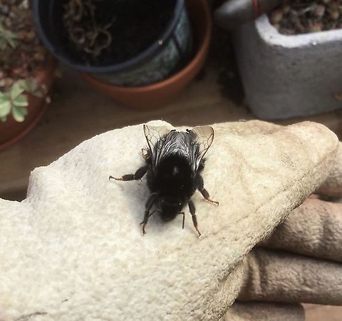 Black bee A face-on view of my bee friend.  Bombus sylvestris,Forest cuckoo bumblebee,Geotagged,Summer,United Kingdom