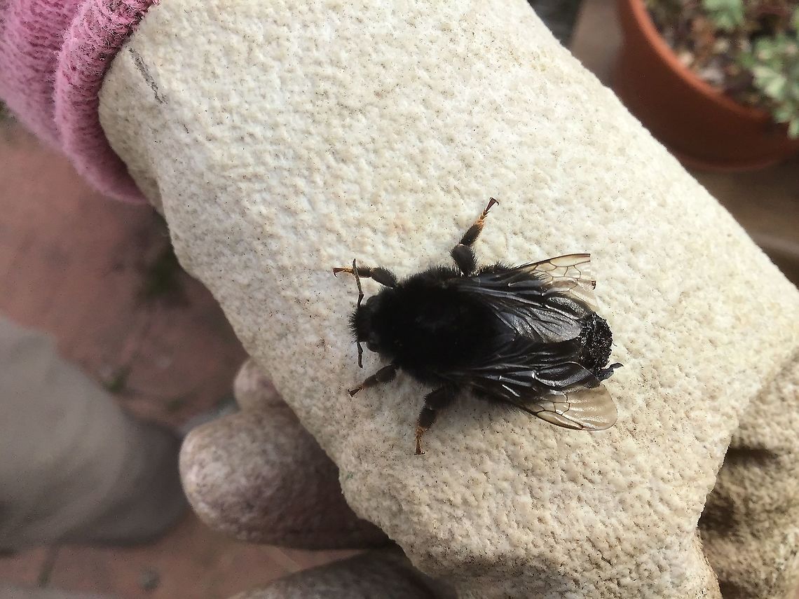 Black bumble or carpenter bee? This little fella was disturbed  whilst I was gardening.  I&rsquo;m not sure if I damaged him or not.  There seemed to be a sort of crust on his tail which he was trying to remove.  I wonder if it could be the pupae case or an invasive bug? I&rsquo;d love to know if it could possibly be a black bumble? Any help appreciated.  Bee,Bombus sylvestris,Essex  UK.,Forest cuckoo bumblebee,Geotagged,United Kingdom,black,summer