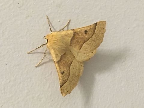 A moth to celebrate Moth Week. A little beauty.   Crocallis elinguaria,Geotagged,International Moth Week,Lepidoptera,Moth Week,Moth Week 2020,National Moth Week,Scalloped oak,Summer,United Kingdom,moth,moths