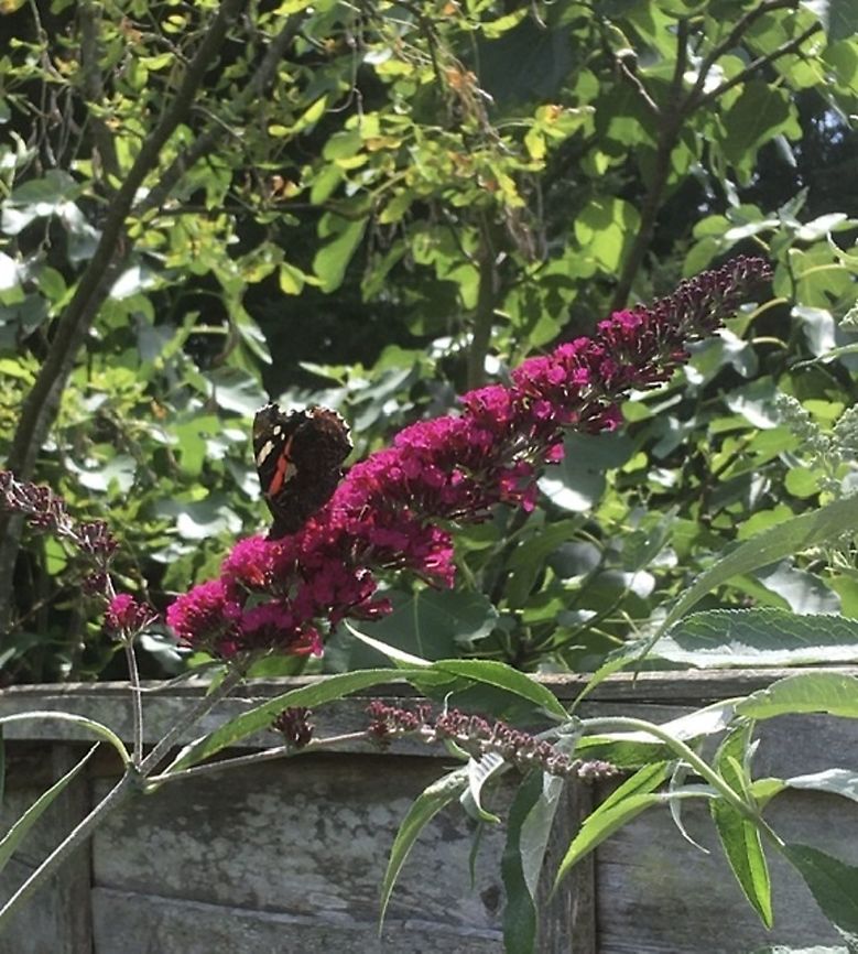 Red Admiral Butterfly. A lovely day to enjoy a spot of nectar in the sun!   Geotagged,Red Admiral,United Kingdom,Vanessa atalanta