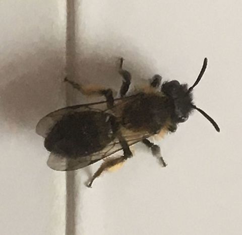 Wasp Not identified yet. Working on it!  Geotagged,Spring,United Kingdom