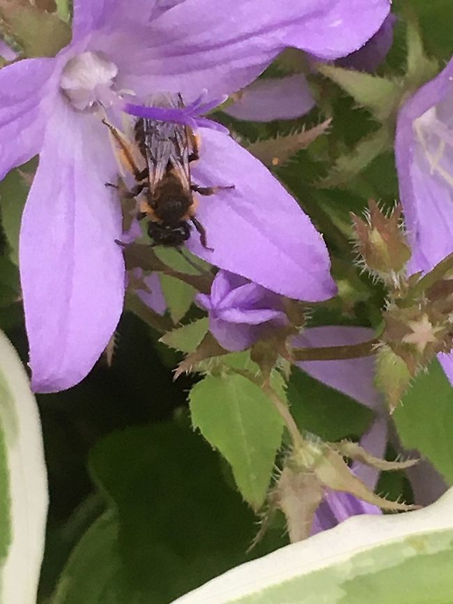 Just landed in time for breakfast! European or western honey bee .  Apis mellifera,Geotagged,Spring,United Kingdom,Western honey bee