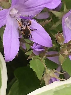Just landed in time for breakfast! European or western honey bee .  Apis mellifera,Geotagged,Spring,United Kingdom,Western honey bee