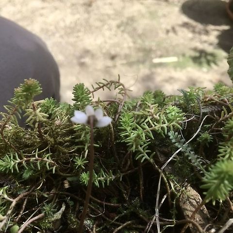 Tiny micro cyclamen. A not very good view of the back of this tiny plant.  Cyclamen,Cyclamen alpinum,Geotagged,United Kingdom