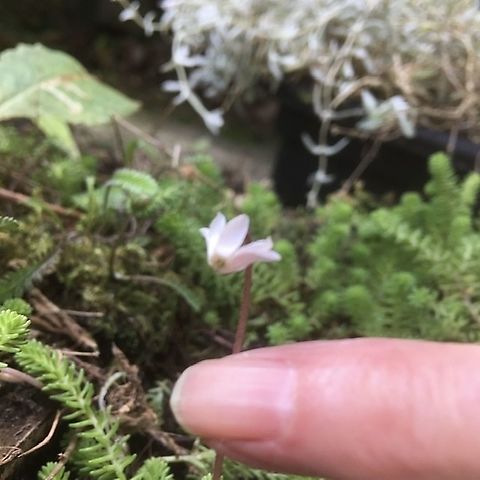 Tiny micro cyclamen.  1 The tiniest cyclamen I’ve ever seen.  Found growing in a very old neglected flower box in my garden.  Cyclamen,Cyclamen alpinum,Geotagged,United Kingdom,micro,summer