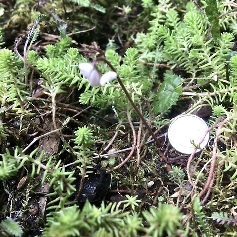 Side view of micro cyclamen Shown next to a British 5p.  I think the plant was from a seed sown several years ago. At the moment there is just one leaf.   Cyclamen,Cyclamen alpinum,Essex,Geotagged,Summer United Kingdom.,United Kingdom