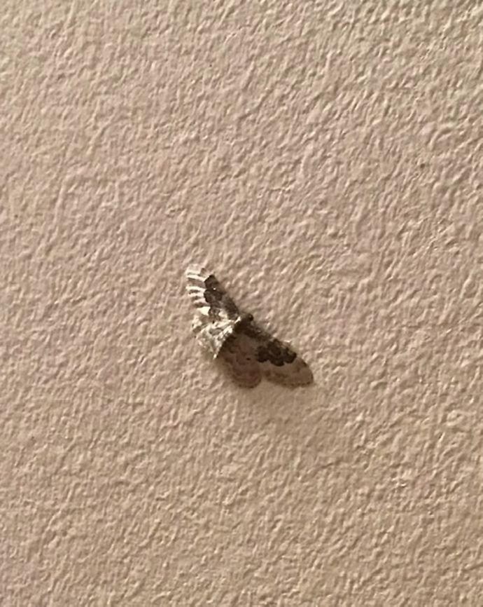 A moth in two halves. At first I thought the light was making this little moth look like a two colour moth.  However even from different angles it was the same effect.  Unfortunately the moth flew from the wall into a wall lamp.  Bi-coloured moth,Geotagged,Long Stratton,Norfolk,United Kingdom