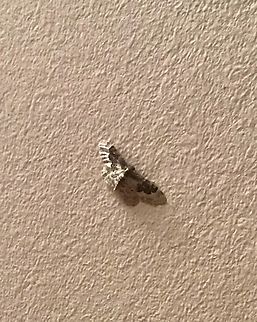A moth in two halves. At first I thought the light was making this little moth look like a two colour moth.  However even from different angles it was the same effect.  Unfortunately the moth flew from the wall into a wall lamp.  Bi-coloured moth,Geotagged,Long Stratton,Norfolk,United Kingdom