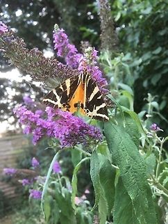 A lovely moth enjoying nectar from a buddleia in my garden. Jersey tiger moth is a fairly large night and day flying moth which is expanding its territory across England.  The adult moths live for about 5 months and the caterpillars feed on nettles, dandelions and plantains.   Epping,Essex,Euplagia quadripunctaria,Euplagia quadripuntaria,Geotagged,Jersey tiger,United Kingdom,United Kingdom.moth