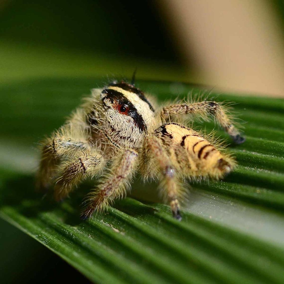 Hyllus diardi 1 I have what I think are several species of Hyllus spiders recorded. I believe most are either diardi or giganteus. However, this one is different again. I am posting 4 images taken at different angles, in the hope that an expert out there can help me find a species name and possibly explain the differences.<br />
<figure class="photo"><a href="https://www.jungledragon.com/image/37581/hyllus_diardi_2.html" title="Hyllus diardi 2"><img src="https://s3.amazonaws.com/media.jungledragon.com/images/2784/37581_thumb.JPG?AWSAccessKeyId=05GMT0V3GWVNE7GGM1R2&Expires=1769040010&Signature=9bU6E7htaMZFkdHlLNvPiR0fddo%3D" width="200" height="200" alt="Hyllus diardi 2 http://www.jungledragon.com/image/37580/hyllus_sp._1.html<br />
http://www.jungledragon.com/image/37583/hyllus_sp._3.html<br />
http://www.jungledragon.com/image/37582/hyllus_sp._4.html Geotagged,Hyllus diardi,Indonesia,Salticidae,Summer,Winter" /></a></figure> <figure class="photo"><a href="https://www.jungledragon.com/image/37583/hyllus_diardi_3.html" title="Hyllus diardi 3"><img src="https://s3.amazonaws.com/media.jungledragon.com/images/2784/37583_thumb.JPG?AWSAccessKeyId=05GMT0V3GWVNE7GGM1R2&Expires=1769040010&Signature=EK3TwaUEhml9K8XC%2FtP4qp0K7G8%3D" width="200" height="200" alt="Hyllus diardi 3 http://www.jungledragon.com/image/37580/hyllus_sp._1.html<br />
http://www.jungledragon.com/image/37581/hyllus_sp._2.html<br />
http://www.jungledragon.com/image/37582/hyllus_sp._4.html Geotagged,Hyllus diardi,Indonesia,Salticidae,Winter,hyllus" /></a></figure> <figure class="photo"><a href="https://www.jungledragon.com/image/37582/hyllus_diardi_4.html" title="Hyllus diardi 4"><img src="https://s3.amazonaws.com/media.jungledragon.com/images/2784/37582_thumb.JPG?AWSAccessKeyId=05GMT0V3GWVNE7GGM1R2&Expires=1769040010&Signature=81h0Izw2VRgi9TdXnR9Pw6tXHkE%3D" width="200" height="200" alt="Hyllus diardi 4 http://www.jungledragon.com/image/37580/hyllus_sp._1.html<br />
http://www.jungledragon.com/image/37581/hyllus_sp._2.html<br />
http://www.jungledragon.com/image/37583/hyllus_sp._3.html Geotagged,Hyllus,Hyllus diardi,Indonesia,Salticidae,Winter" /></a></figure><br />
<br />
<br />
Location is Bandung, West Java, Indonesia. Bushes alongside a stream and paddy fields. Geotagged,Hyllus,Hyllus diardi,Indonesia,Winter,salticidae