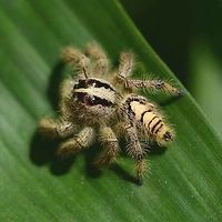 Hyllus diardi 2 http://www.jungledragon.com/image/37580/hyllus_sp._1.html<br />
http://www.jungledragon.com/image/37583/hyllus_sp._3.html<br />
http://www.jungledragon.com/image/37582/hyllus_sp._4.html Geotagged,Hyllus diardi,Indonesia,Salticidae,Summer,Winter