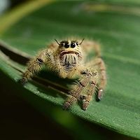 Hyllus diardi 4 http://www.jungledragon.com/image/37580/hyllus_sp._1.html<br />
http://www.jungledragon.com/image/37581/hyllus_sp._2.html<br />
http://www.jungledragon.com/image/37583/hyllus_sp._3.html Geotagged,Hyllus,Hyllus diardi,Indonesia,Salticidae,Winter